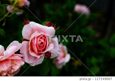 薔薇と雨 薔薇と雨 117149007