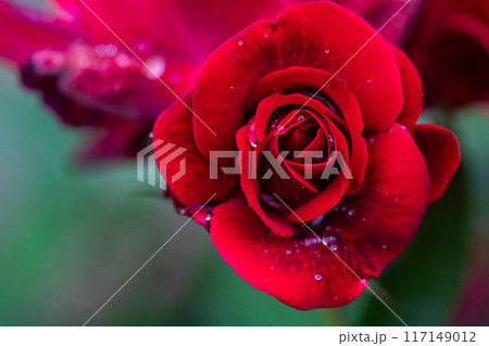 薔薇と雨 117149012