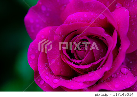 薔薇と雨 薔薇と雨 117149014