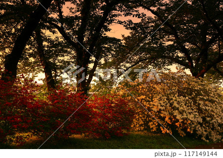 満開のツツジと初夏の桜並木 117149144
