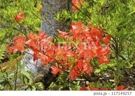 レンゲツツジ 117149257