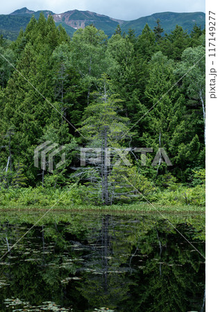 乗鞍高原　牛留池の風景 117149277