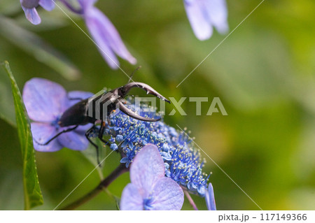 紫陽花にクワガタ 117149366
