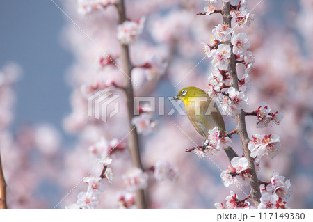 梅にメジロ 117149380