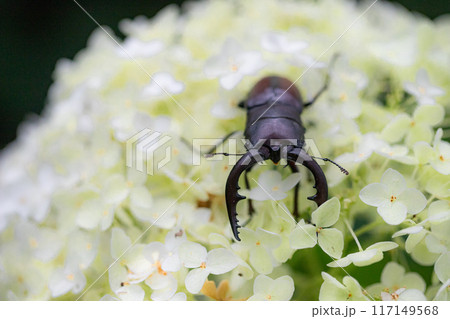 紫陽花にクワガタ 紫陽花にクワガタ 117149568