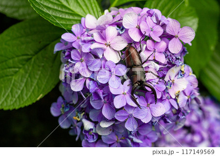 紫陽花にクワガタ 117149569