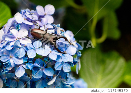 紫陽花にクワガタ 紫陽花にクワガタ 117149570