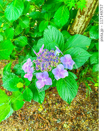 紫陽花 117149757