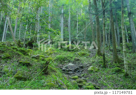 森林風景 117149781