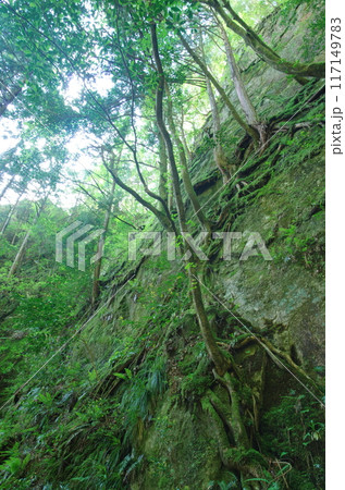 森林風景 森林風景 117149783