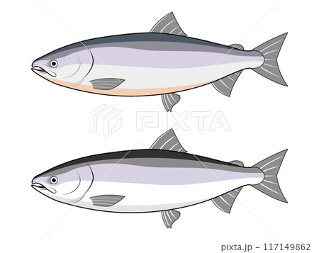 横から見た鮭 117149862