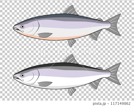 横から見た鮭 117149862