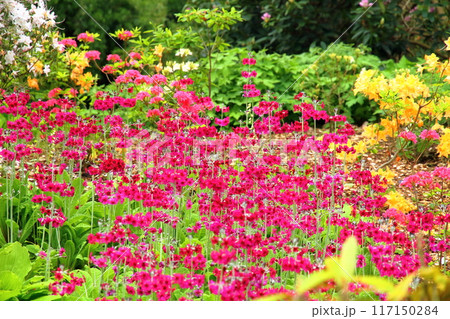 イギリスの首都ロンドン南西部のキューにある世界文化遺産の王立植物園、キューガーデンの鮮やかな花壇 117150284