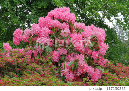 イギリスの首都ロンドン南西部のキューにある世界文化遺産の王立植物園、キューガーデンのシャクナゲ 117150285