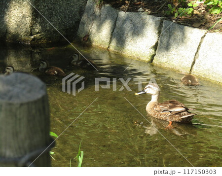 浜ノ池を出て用水路を泳ぐカルガモの親子 117150303