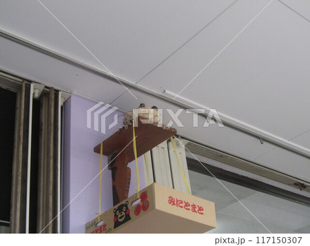 巣立ち直前給餌を待つツバメの子 巣立ち直前給餌を待つツバメの子 117150307