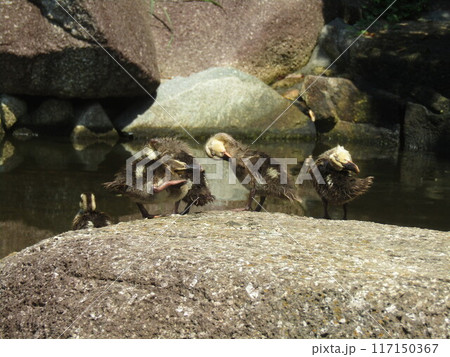 浜ノ池の巨石の上で毛繕いをする子カルガモ 117150367
