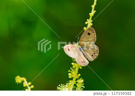 アカメガシワの花に止まるタテハチョウ科ヒメウラナミジャノメ♂ 117150382