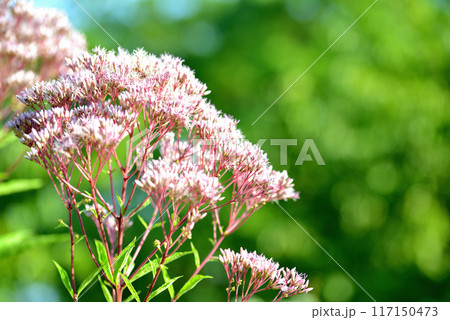 ヘンプアグリモニーの花 117150473