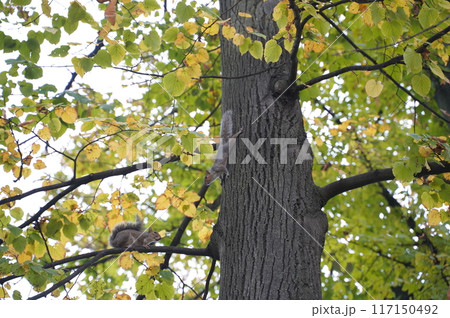 Squirrels on a tree in a city park. Concept of coexistence Squirrels on a tree in a city park. Concept of coexistence 117150492