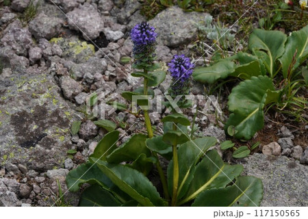 大雪山の固有種　ホソバウルップソウ 117150565