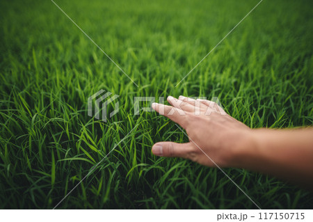 Environment concept, hands touching natural green grass Environment concept, hands touching natural green grass 117150715