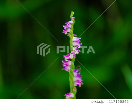 ラン科の多年草　ネジバナの開花 117150842