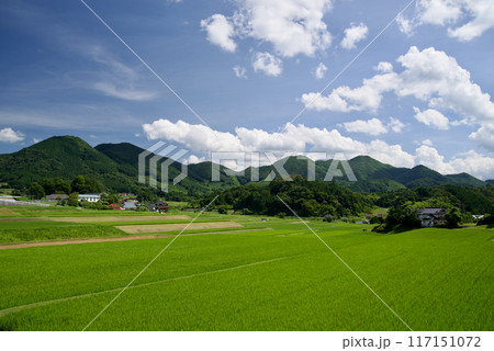 夏空 棚田 青空 白い雲 緑の稲 里山 コピースペース 夏空 棚田 青空 白い雲 緑の稲 里山 コピースペース 117151072