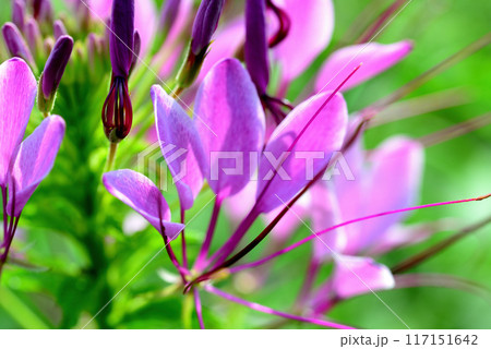クレオメ 白や紫色の綺麗な花 クレオメ 白や紫色の綺麗な花 117151642