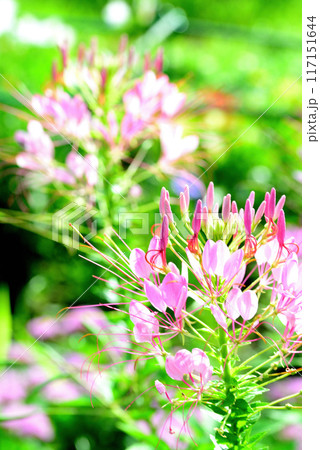 クレオメ 白や紫色の綺麗な花 クレオメ 白や紫色の綺麗な花 117151644