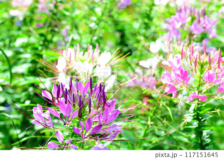 クレオメ 白や紫色の綺麗な花 クレオメ 白や紫色の綺麗な花 117151645