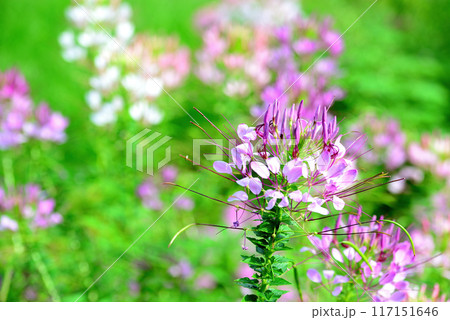 クレオメ 白や紫色の綺麗な花 クレオメ 白や紫色の綺麗な花 117151646