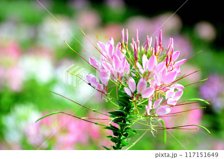 クレオメ 白や紫色の綺麗な花 クレオメ 白や紫色の綺麗な花 117151649