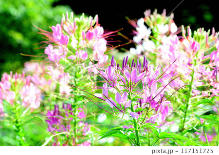 クレオメ 白や紫色の綺麗な花 クレオメ 白や紫色の綺麗な花 117151725