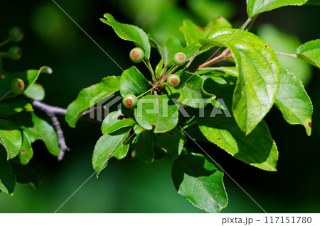 バラ科ズミの若い果実 117151780