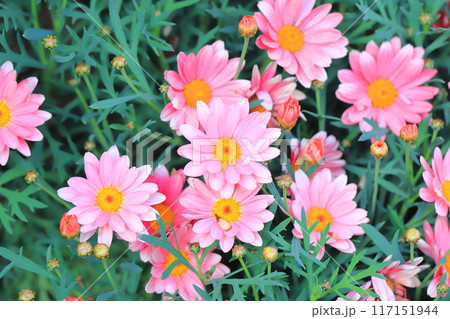 八重咲きのマーガレット　 117151944