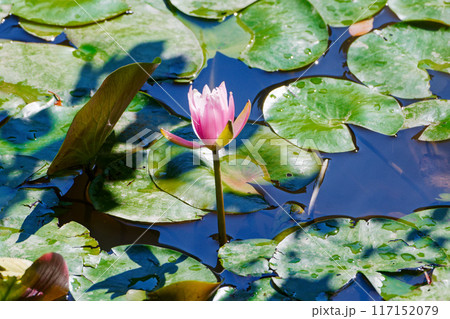 多年生水草　スイレン科スイレンの開花 117152079