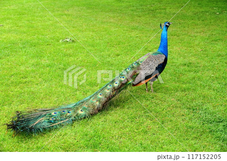 イギリスの首都ロンドン南西部のキューにある世界文化遺産の王立植物園、キューガーデンのクジャク 117152205
