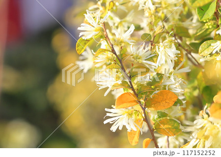 常盤満作（トキワマンサク）の花 117152252