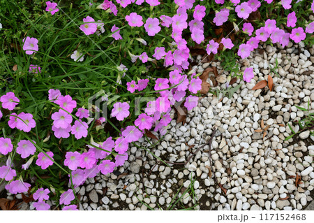 ペチュニアの花畑 ペチュニアの花畑 117152468