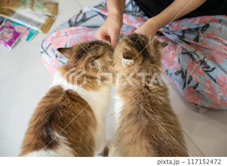 Cropped shot of pet owner giving liquid snack to her cats. It can help your cat get the vitamins and nutrients she needs and keep her hydrated. Cropped shot of pet owner giving liquid snack to her cats. It can help your cat get the vitamins and nutrients she needs and keep her hydrated. 117152472