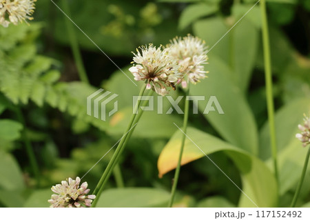 栄養満点な山菜、ギョウジャニンニクの花 117152492