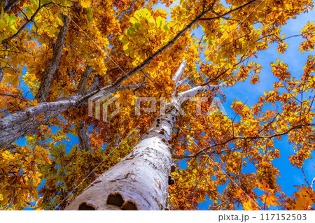 【紅葉素材】志賀高原の紅葉した木々【長野県】 【紅葉素材】志賀高原の紅葉した木々【長野県】 117152503