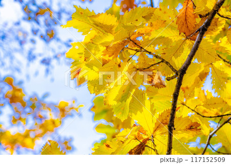 【紅葉素材】志賀高原の紅葉した木々【長野県】 117152509
