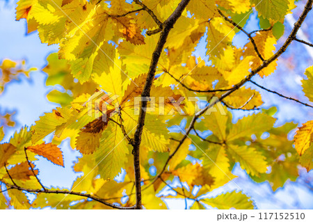 【紅葉素材】志賀高原の紅葉した木々【長野県】 117152510