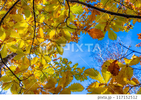 【紅葉素材】志賀高原の紅葉した木々【長野県】 【紅葉素材】志賀高原の紅葉した木々【長野県】 117152512