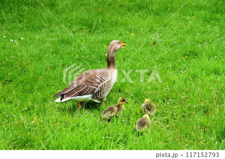イギリスの首都ロンドン南西部のキューにある世界文化遺産の王立植物園、キューガーデンのガチョウの親と雛 117152793