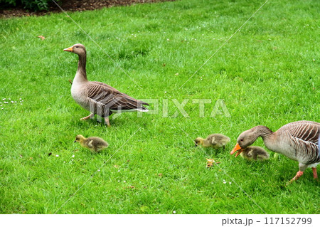 イギリスの首都ロンドン南西部のキューにある世界文化遺産の王立植物園、キューガーデンのガチョウの親と雛 117152799