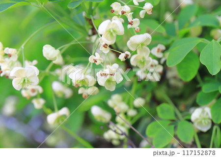 木通(アケビ)の花 木通(アケビ)の花 117152878