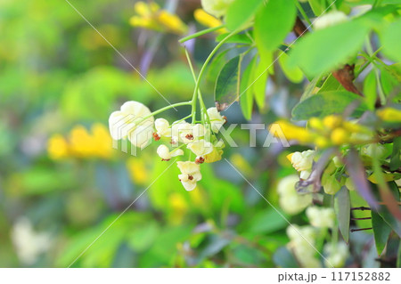 木通（アケビ）の花 117152882